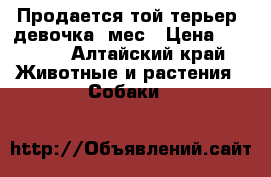 Продается той терьер (девочка)6мес › Цена ­ 1 500 - Алтайский край Животные и растения » Собаки   